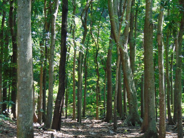 森林中的树图片下载