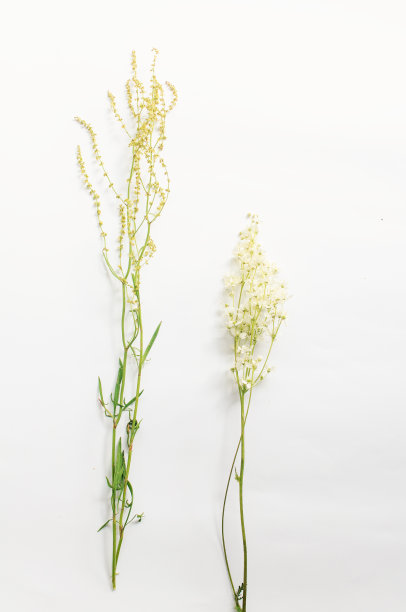 花彩色的黄色野花图案在白色的背景。图片下载