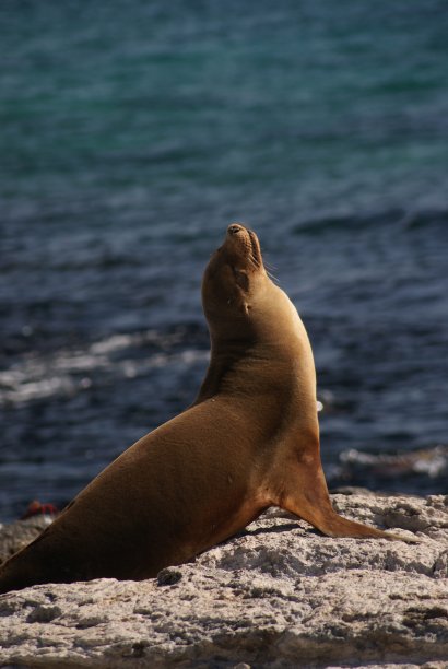 阳光下的海狮图片下载