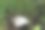 白蘑菇刚从地里长出来图片下载