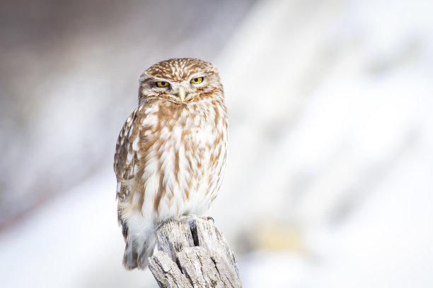 小猫头鹰，雪和冬天的背景。鸟:小猫头鹰。雅典娜夜蛾属。图片下载