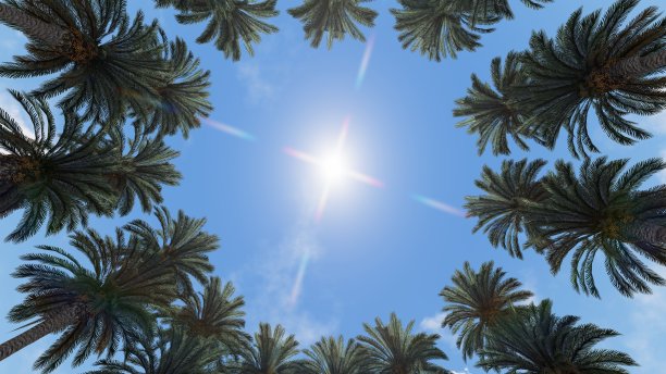 树桩照片树桩照片，早晨在森林中观赏树桩的风景，抬头仰望图片下载