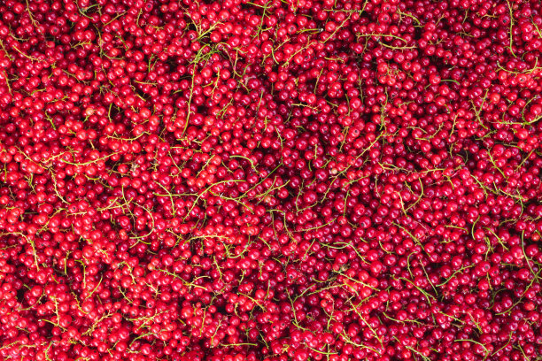 自然背景。新鲜的红醋栗浆果。夏天的收获。图片下载