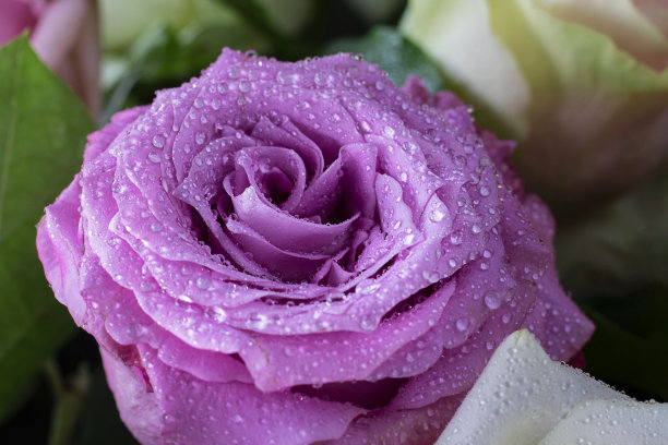 鲜亮的紫罗兰玫瑰花瓣与水滴的特写，水平微距拍摄，图片为明信片和墙纸。花园里的花或花束。圣瓦伦丁节，母亲节，妇女节或生日图片下载