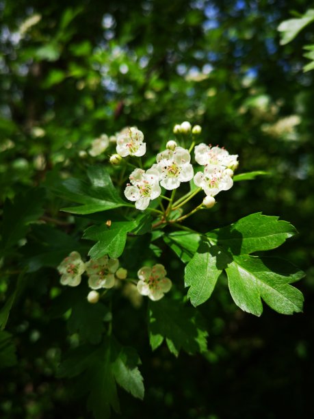 清新的画面，绿色的春天与开花图片下载