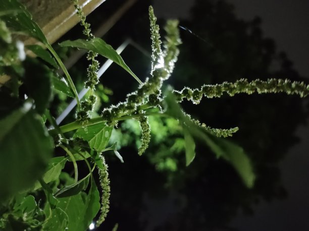 季风草图片下载