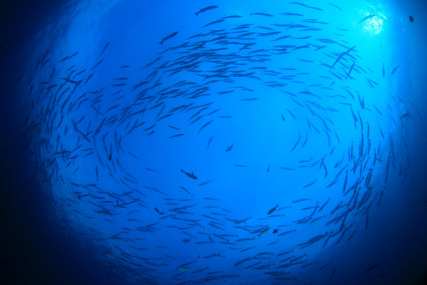 梭鱼鱼的照片图片下载