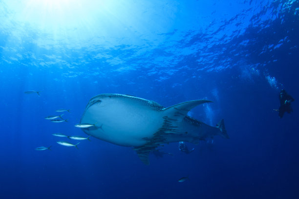 鲸鲨和水肺潜水员图片下载