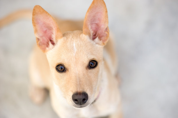 可爱的小狗抬头看图片下载