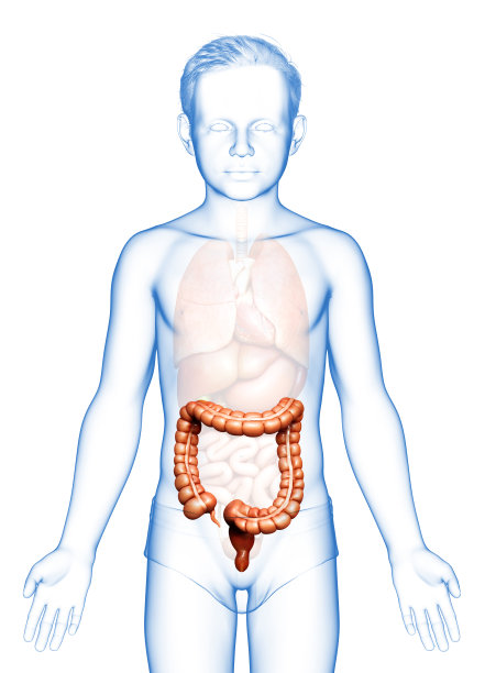 3d渲染，医学上准确的插画男孩大肠解剖图片下载