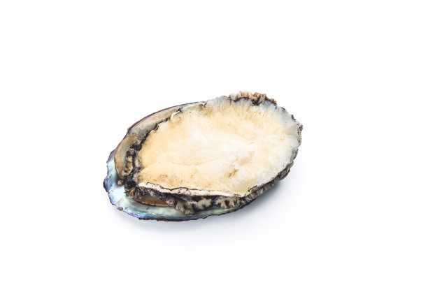 白色背景上的生鲍鱼图片下载