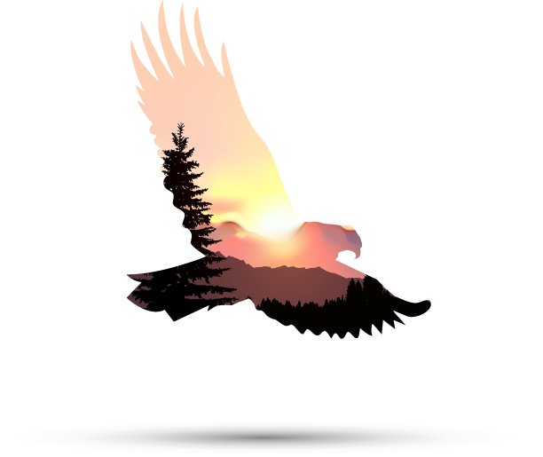 轮廓的鹰图片下载