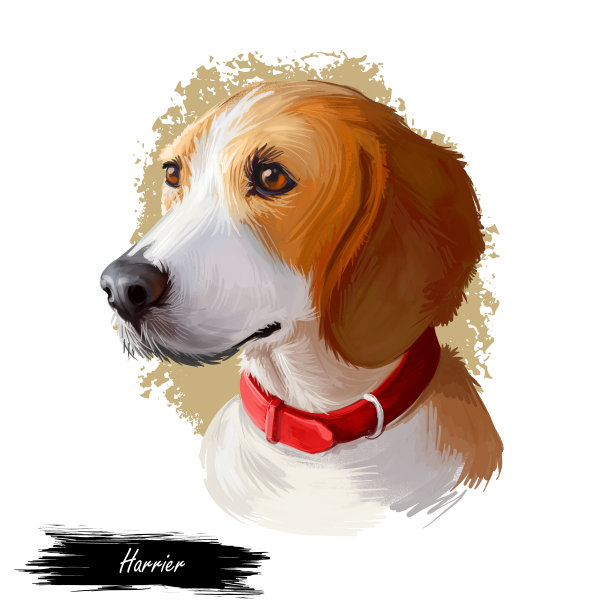 鹞狗数字艺术插图孤立在白色的背景。英国原产斑马犬、猎狐犬、三色中型犬。宠物手绘肖像。网页打印的图形剪贴画设计图片下载