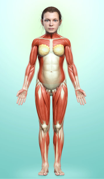 一个年轻女孩肌肉系统的3d渲染医学精确的插图图片下载