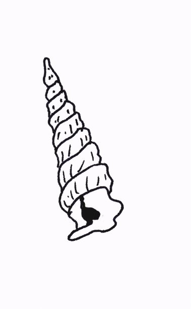 海贝壳。白色背景上的线性插图。图片下载