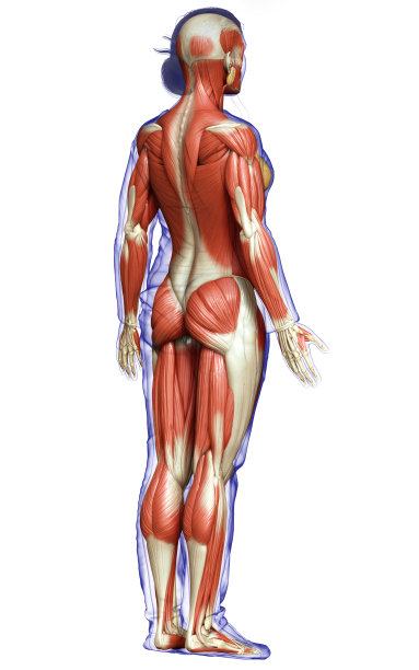 3d渲染医学上准确的女性肌肉系统的插图图片下载