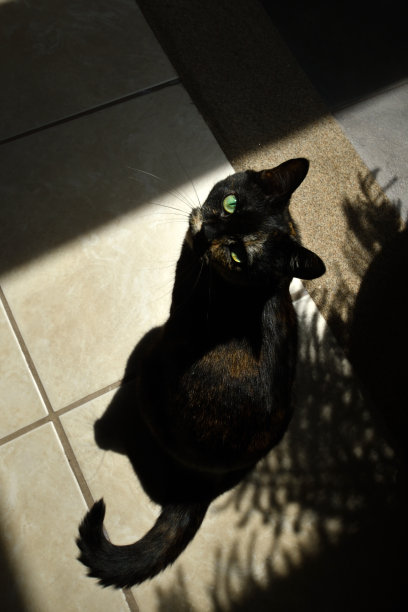 坐在夕阳下的白花猫图片下载