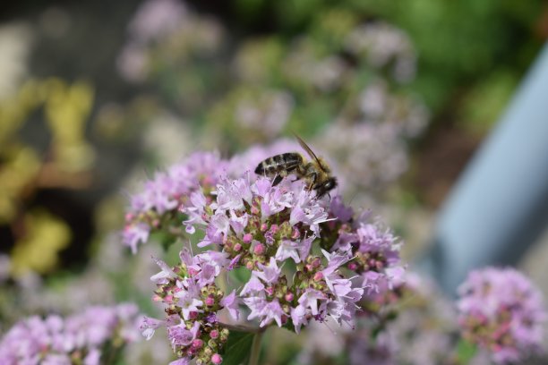牛至花顶端有一只蜜蜂图片下载