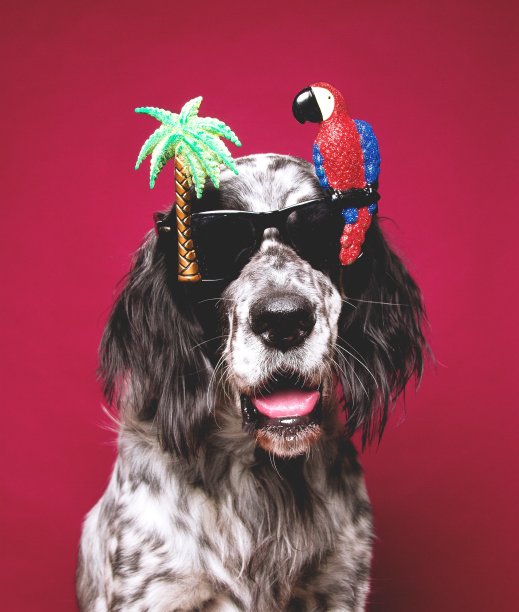 英国猎犬度假图片下载