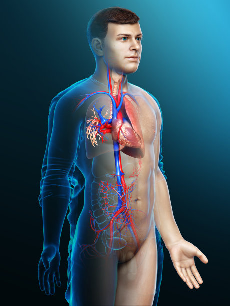 3d渲染，医学上准确的男性肺解剖的插图图片下载