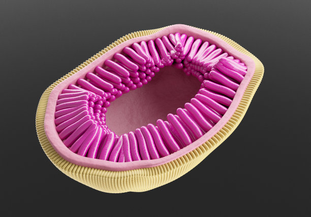流感病毒，显示流感病毒粒子(病毒颗粒)的结构。图片下载