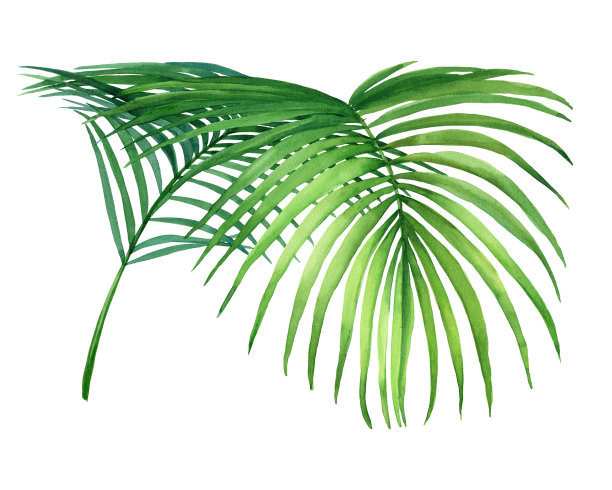 热带绿色椰棕叶。水彩手绘插图孤立的白色背景。图片下载