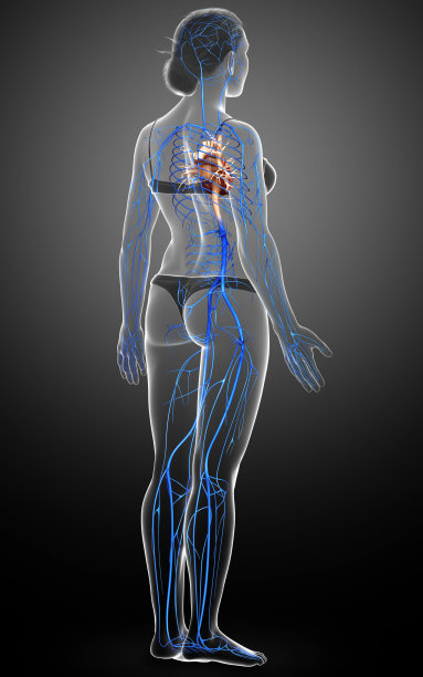 3d渲染医学上准确的女性静脉解剖的插图图片下载