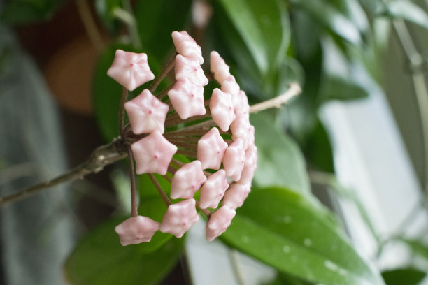 近距离细节照片的花蜡植物或Hoya Carnosa。Hatural家工厂。图片下载