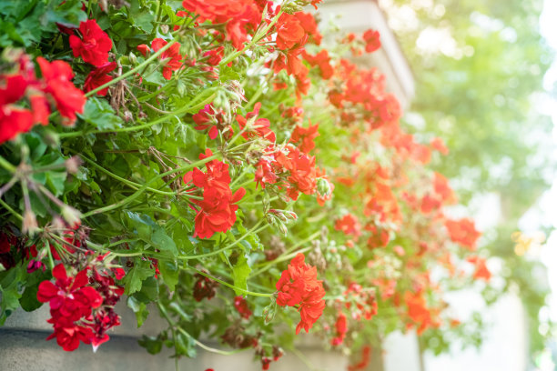 天竺葵在阳光的照射下生长在街道上。模糊和选择性聚焦图片下载