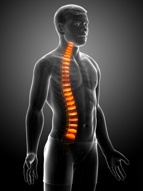 脊柱椎间盘解剖图片下载