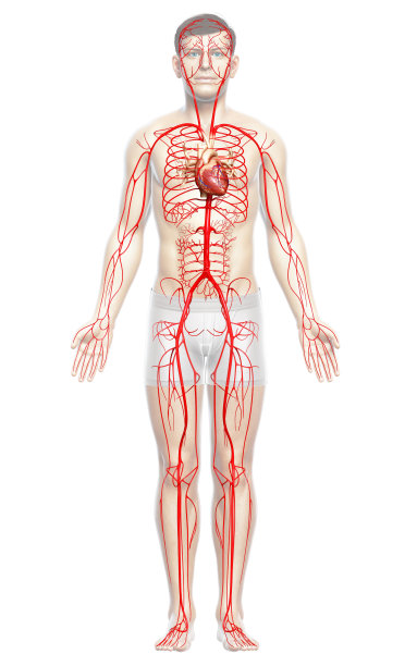3d渲染医学上准确的男性动脉图解图片下载