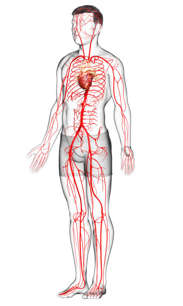 3d渲染医学上准确的男性动脉图解图片下载