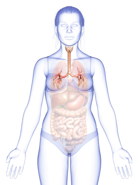 呼吸系统喉部、气管、支气管部分的三维图示。图片下载