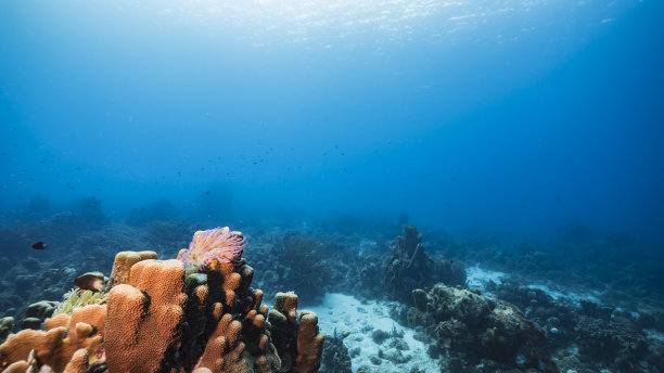 在加勒比海珊瑚礁的绿松石海水/库拉索岛与海葵，鱼，珊瑚和海绵图片下载
