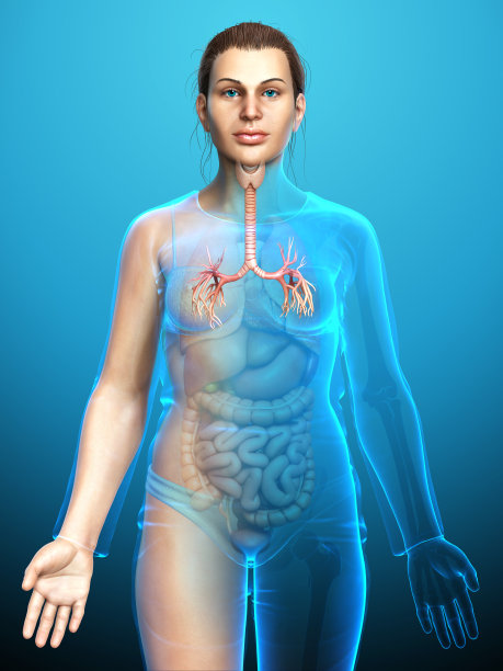 呼吸系统喉部、气管、支气管部分的三维图示。图片下载