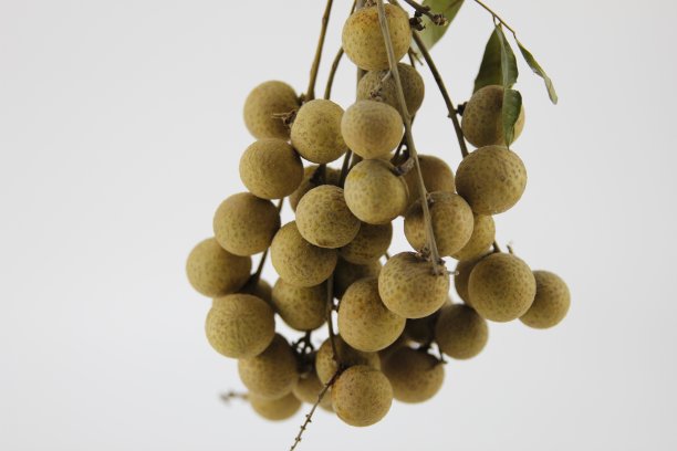 新鲜的龙眼图片下载