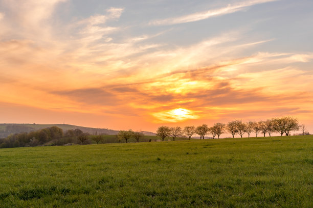 日落时，一排苹果树站成一排。图片下载