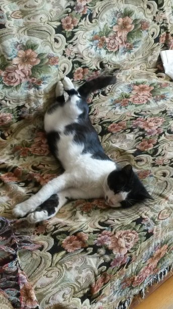 宠物爱图片下载