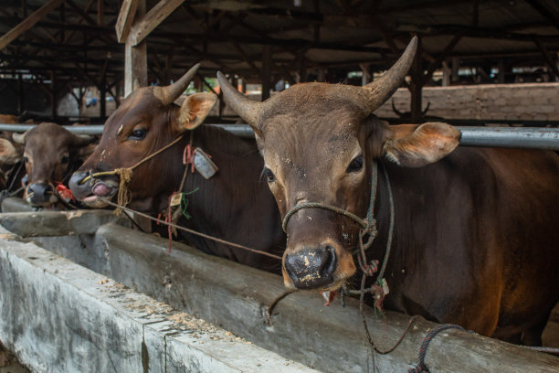 笼里的牛图片下载
