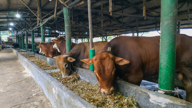 笼里的牛图片下载