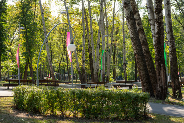 夏天的公园，高大的树木在明亮的阳光。一个人在公园里散步。图片下载