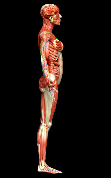3d渲染的女性解剖精确医学图片下载