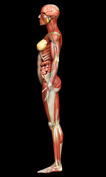 3d渲染的女性解剖精确医学图片下载