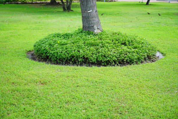 美丽的花园和绿色的草图片下载