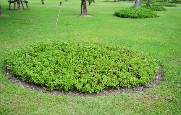 美丽的花园和绿色的草图片下载