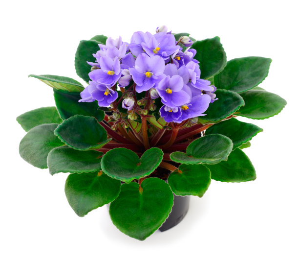 爱恩吼图片下载