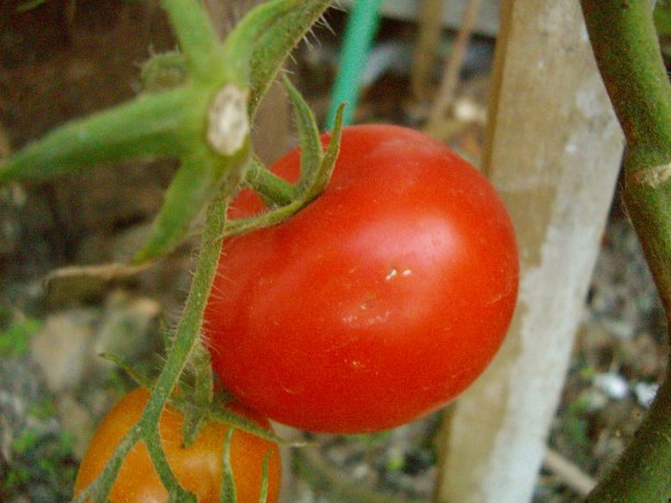 番茄果实-茄图片下载