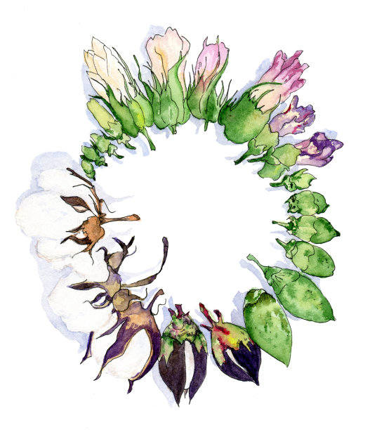 棉花生命周期示意图图片下载