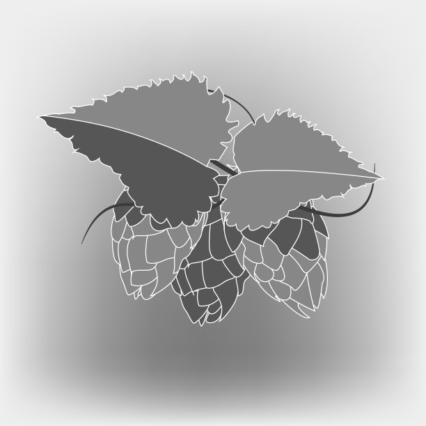 啤酒酒花插图。雕刻风格的插图。老式啤酒设计。图片下载