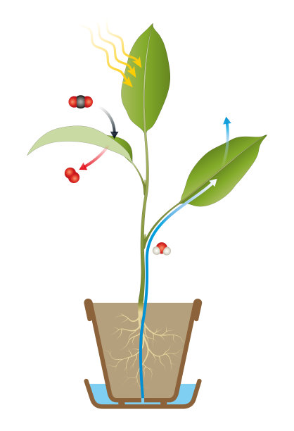 光合作用过程图图片下载